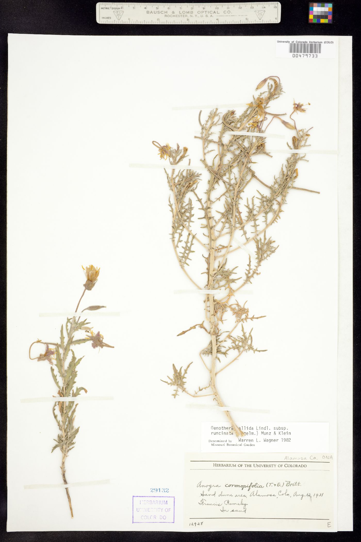 Oenothera pallida ssp. runcinata image