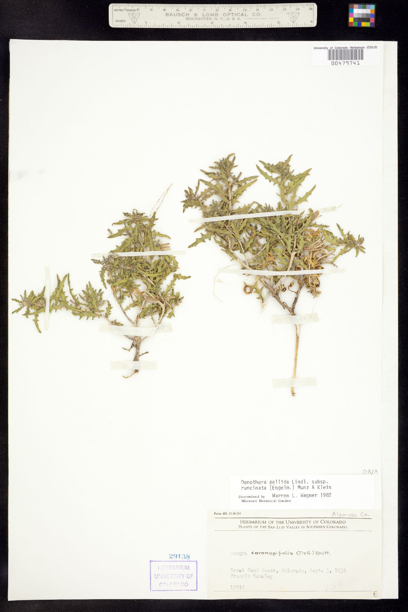 Oenothera pallida ssp. runcinata image