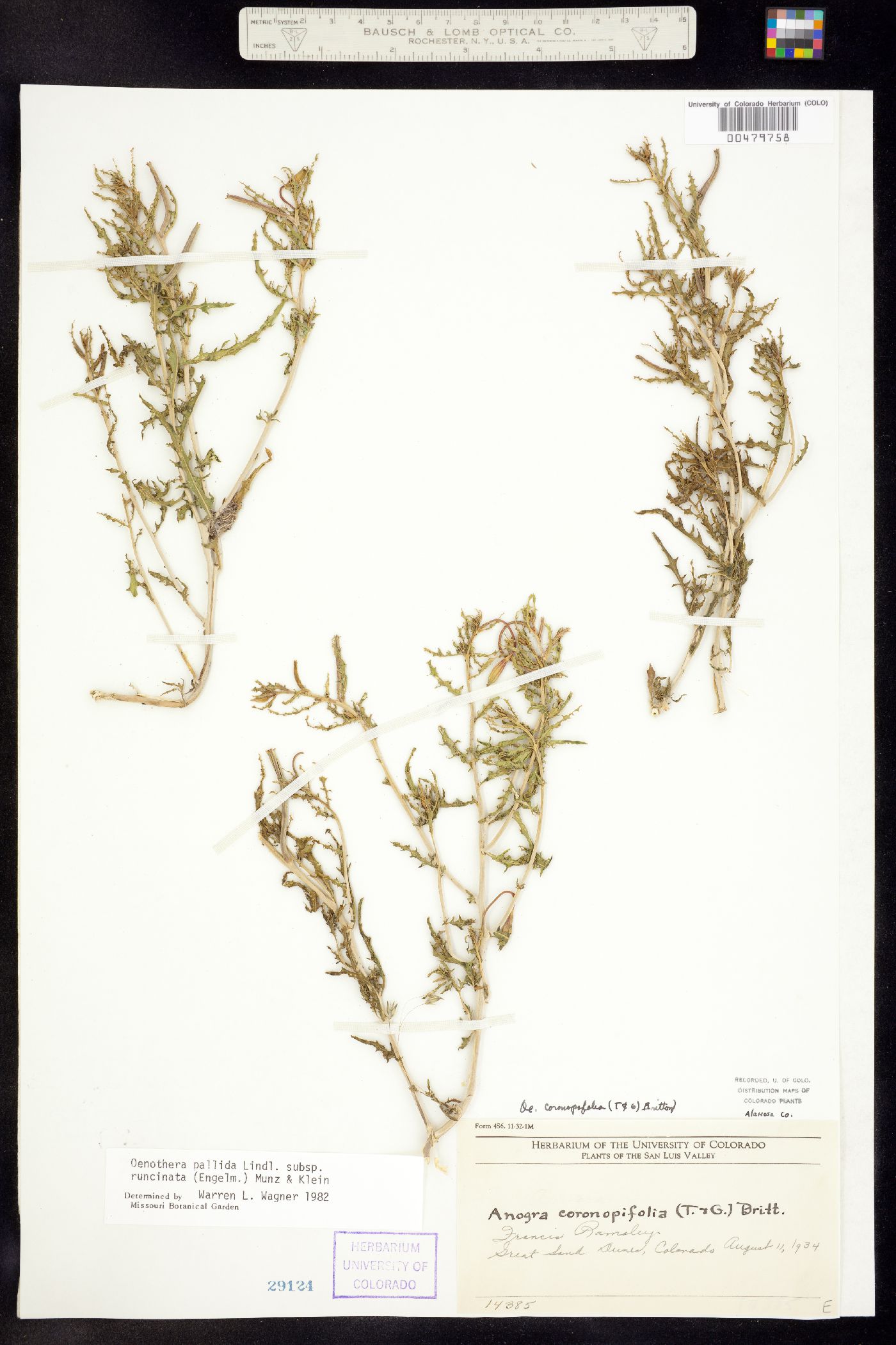 Oenothera pallida ssp. runcinata image