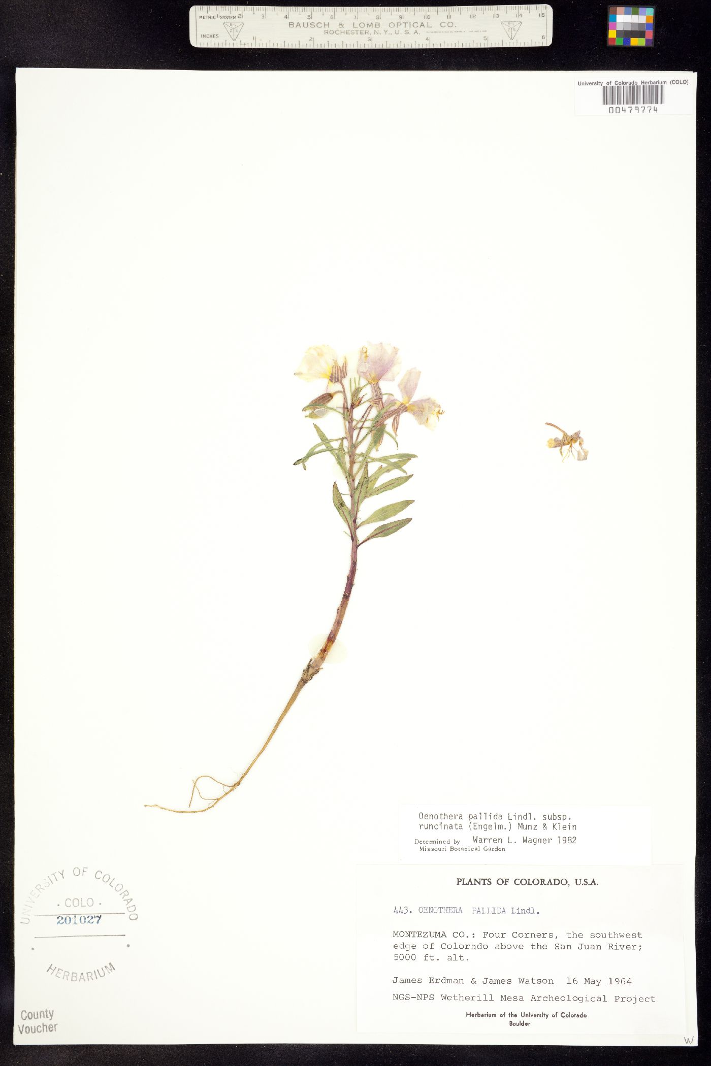 Oenothera pallida ssp. runcinata image