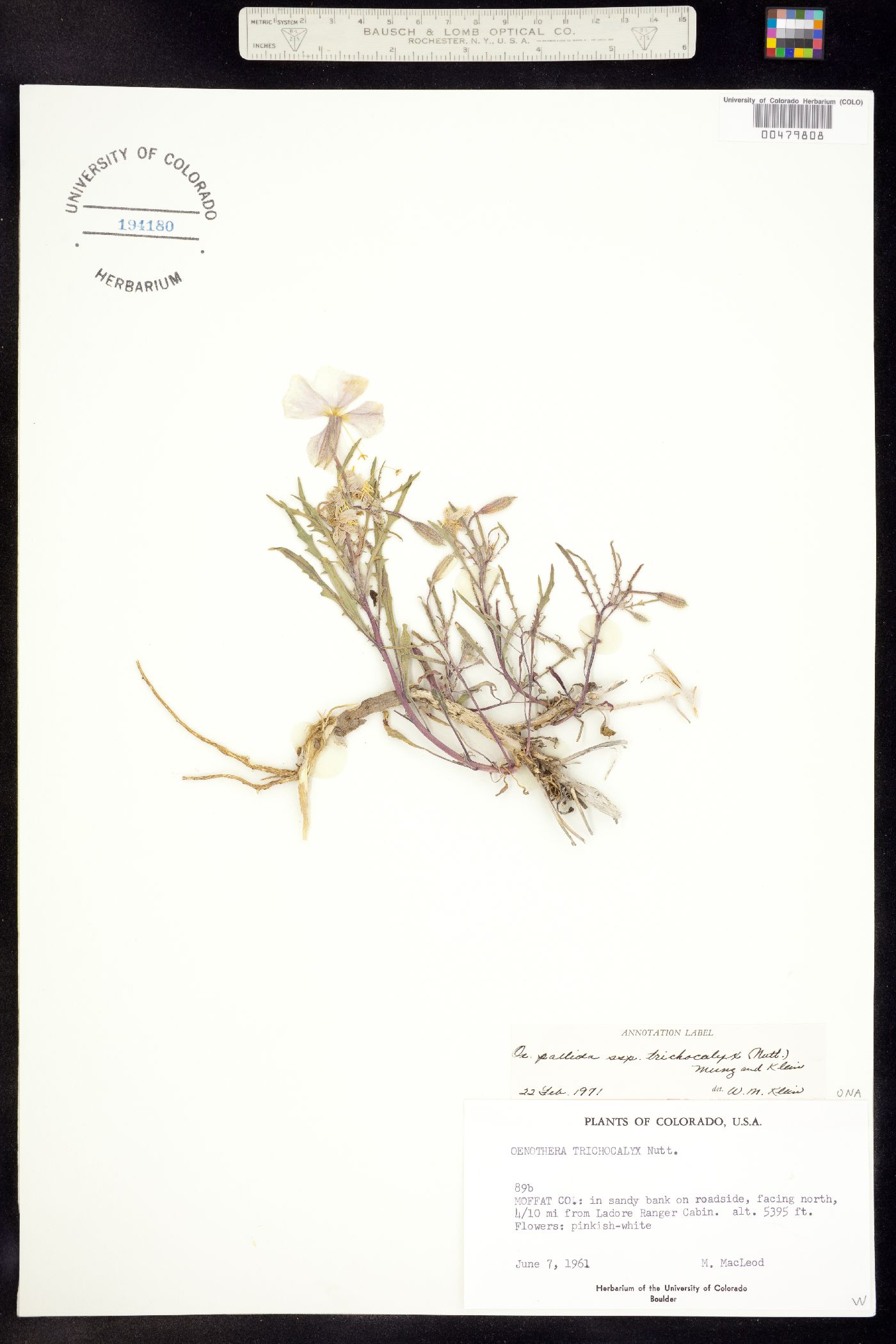 Oenothera pallida ssp. trichocalyx image