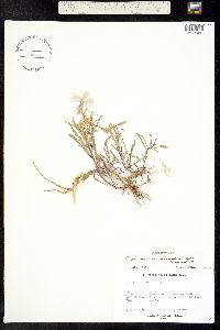 Oenothera pallida ssp. trichocalyx image