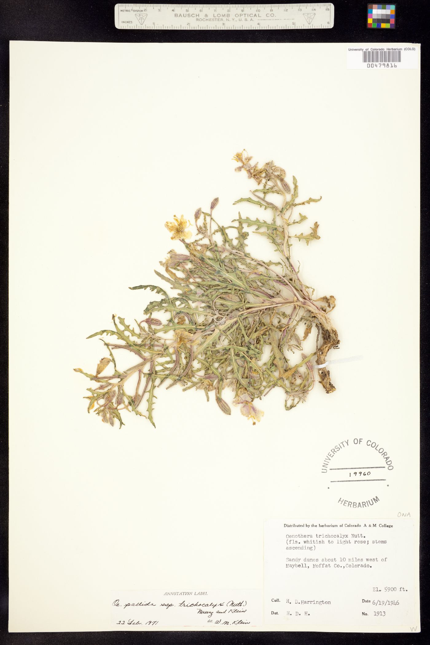 Oenothera pallida ssp. trichocalyx image