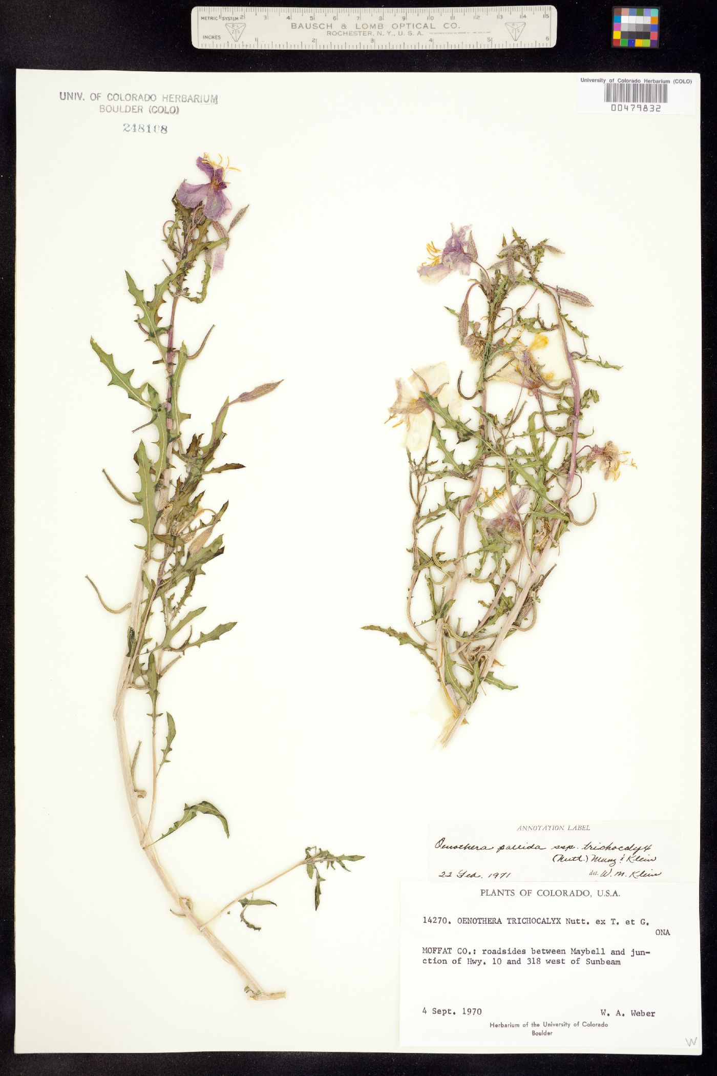Oenothera pallida ssp. trichocalyx image