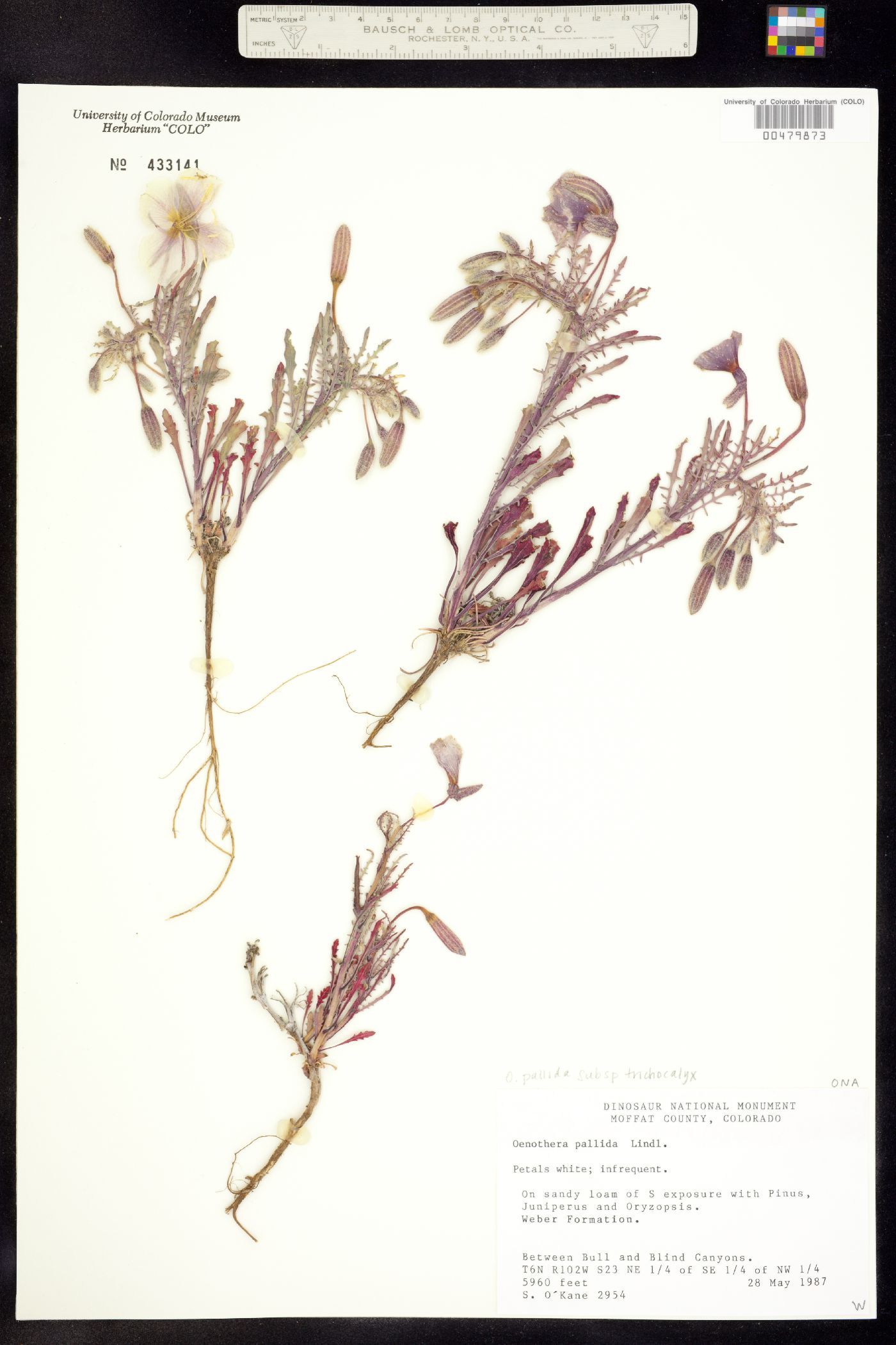 Oenothera pallida ssp. trichocalyx image