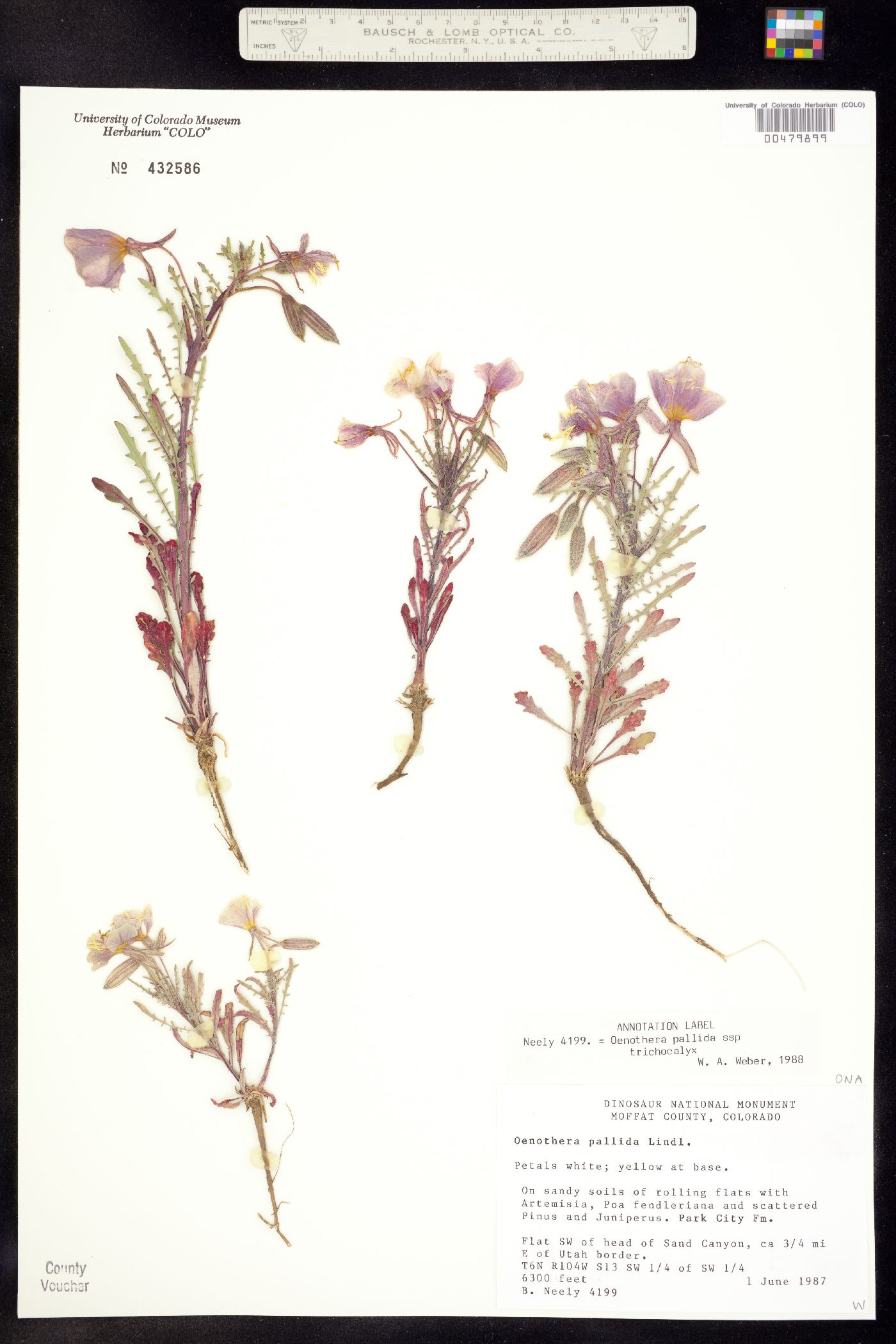 Oenothera pallida ssp. trichocalyx image