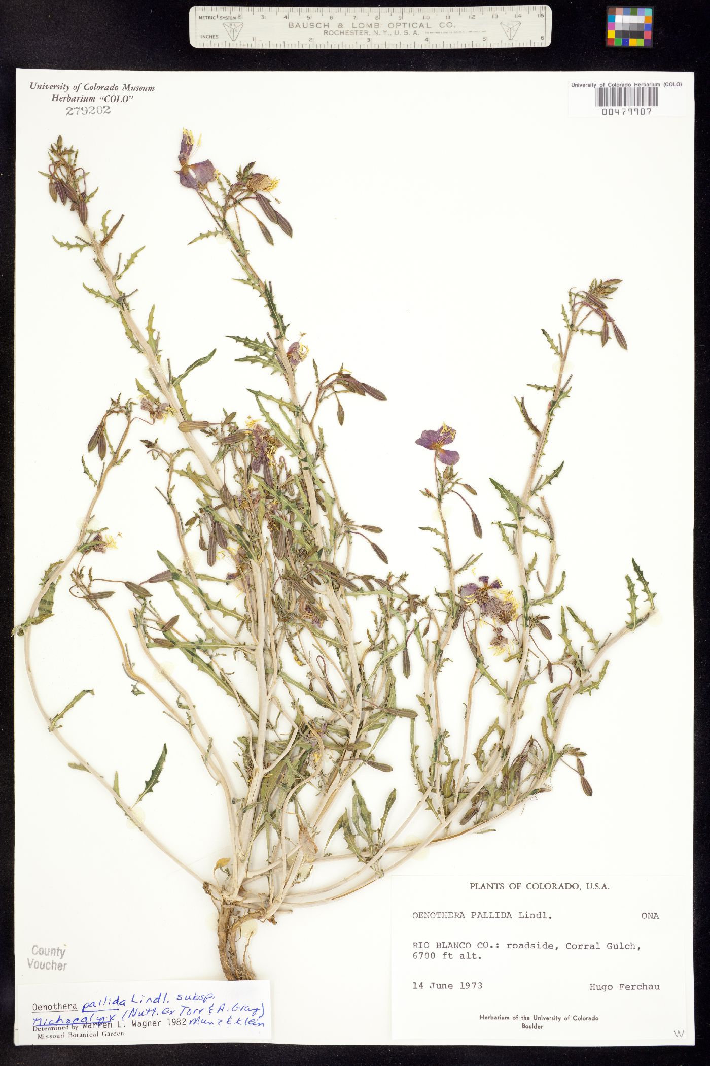 Oenothera pallida ssp. trichocalyx image