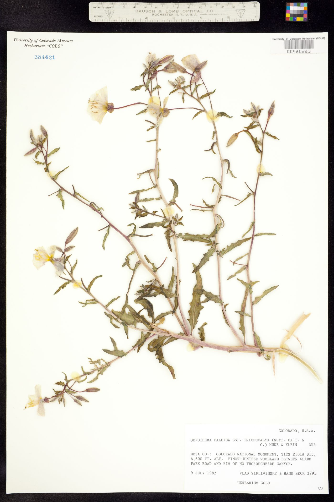 Oenothera pallida ssp. trichocalyx image