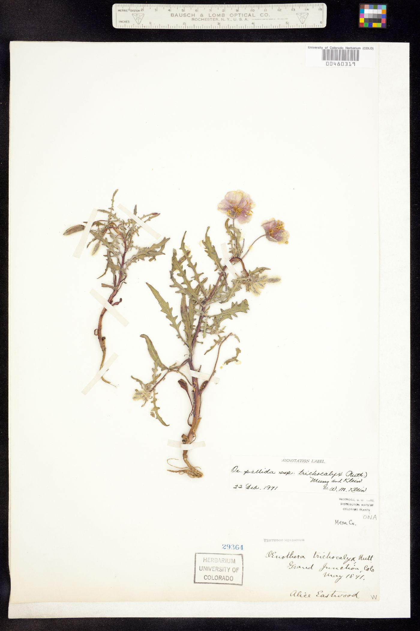 Oenothera pallida ssp. trichocalyx image