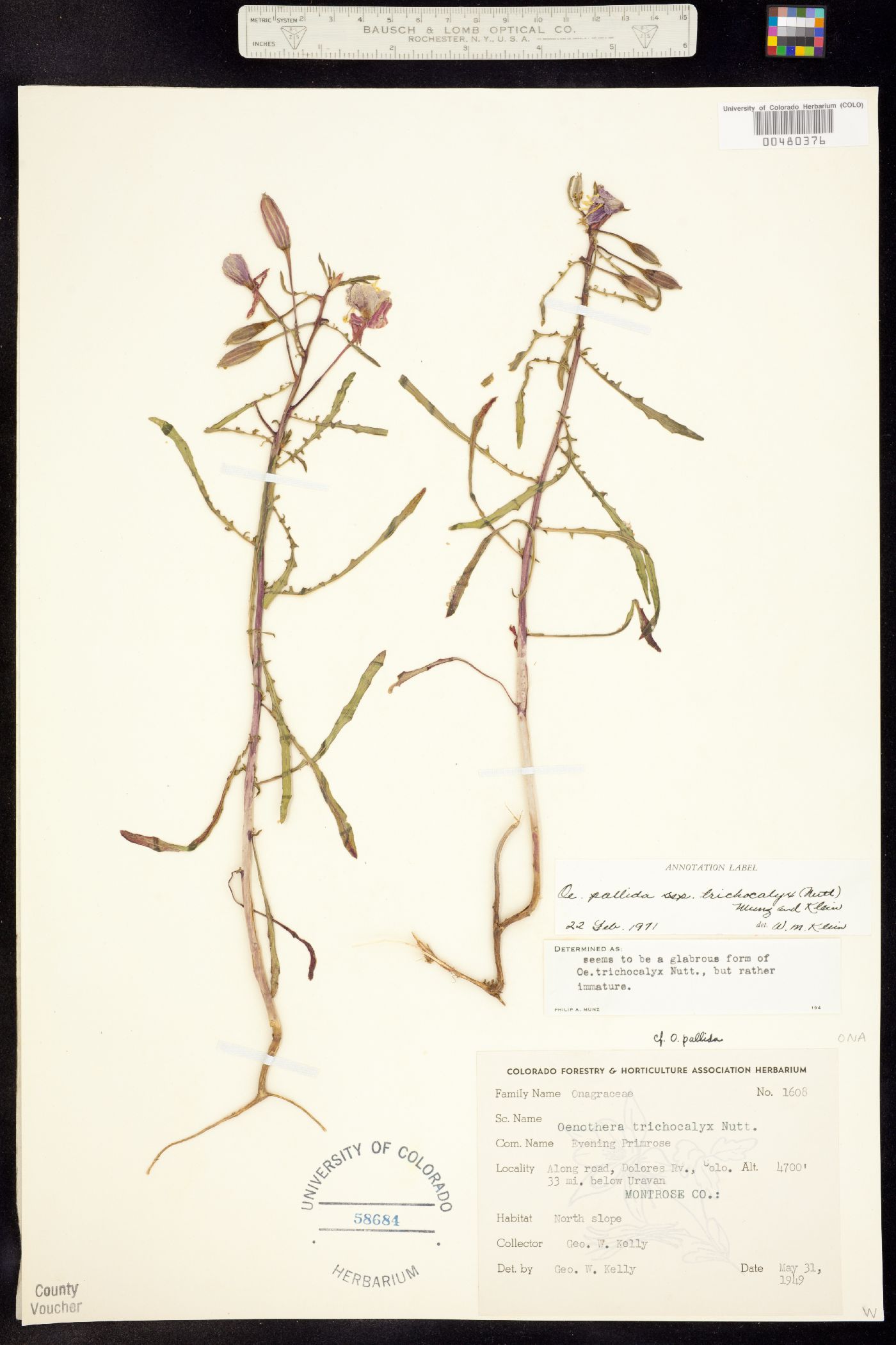 Oenothera pallida ssp. trichocalyx image