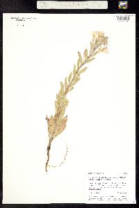 Oenothera villosa ssp. strigosa image