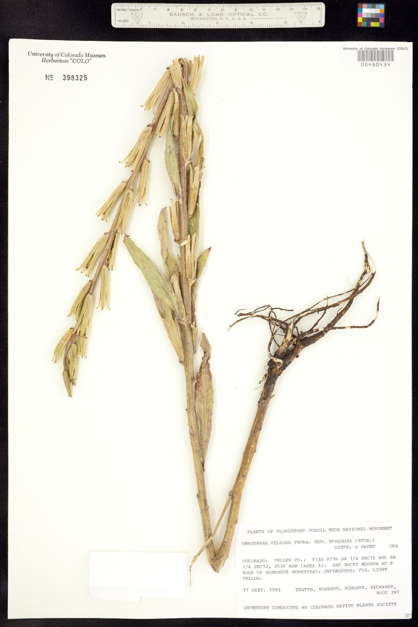Oenothera villosa ssp. strigosa image