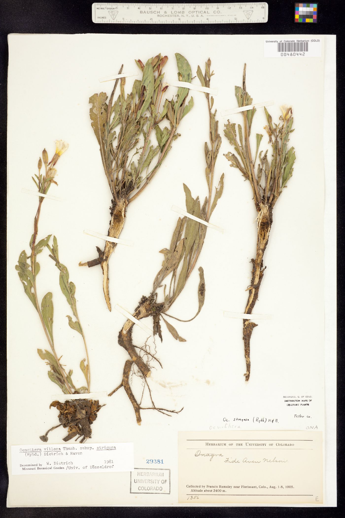 Oenothera villosa ssp. strigosa image