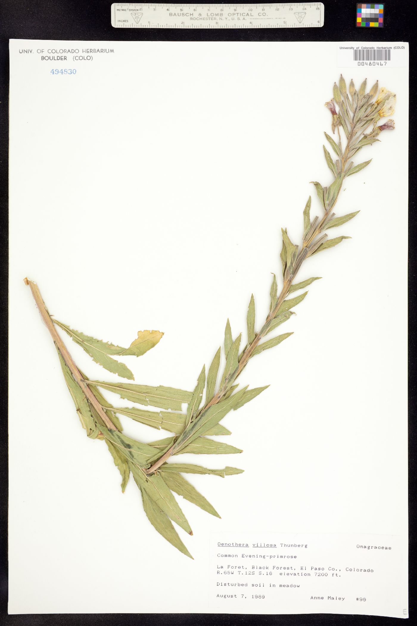 Oenothera villosa ssp. strigosa image