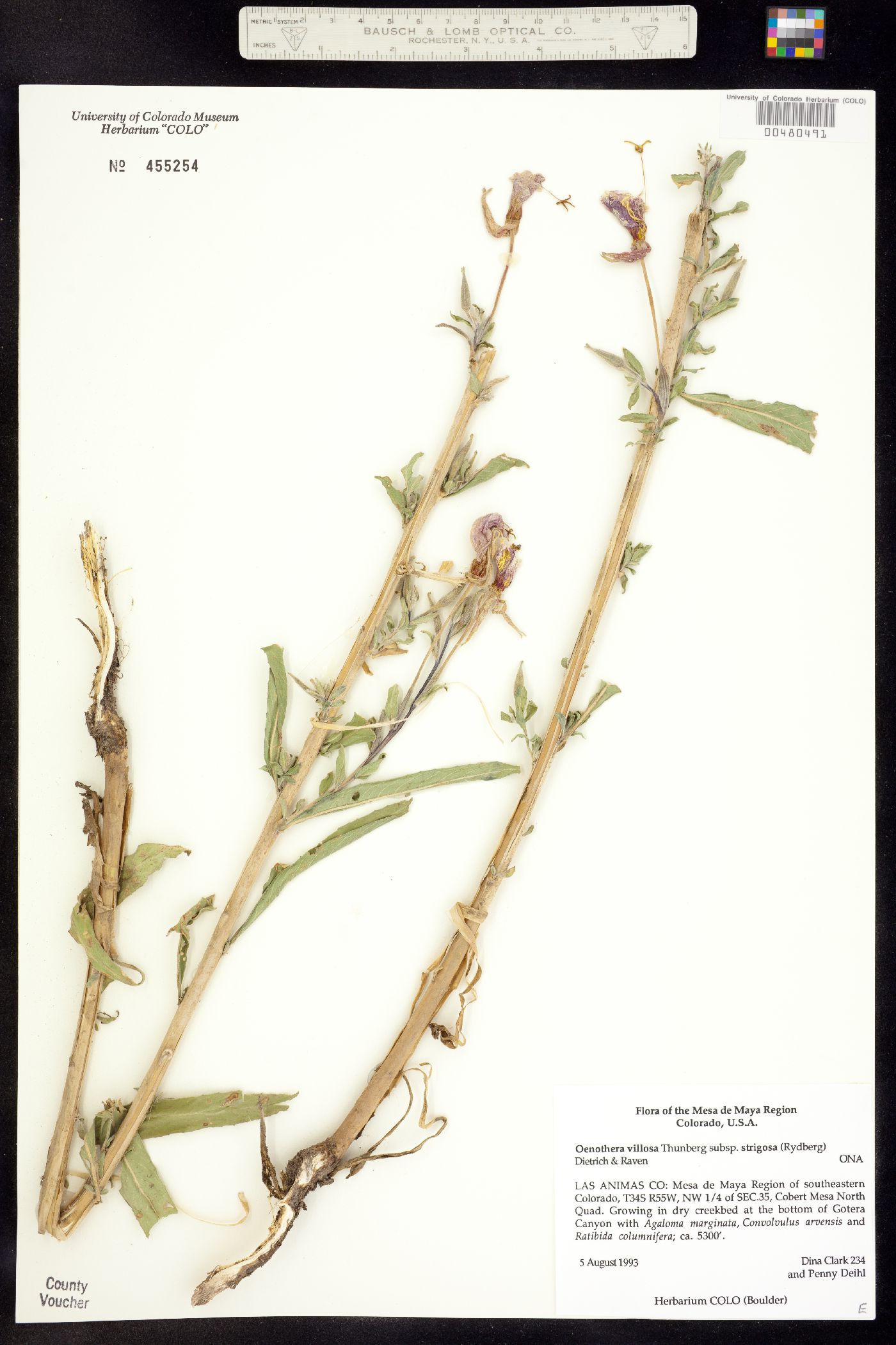 Oenothera villosa ssp. strigosa image