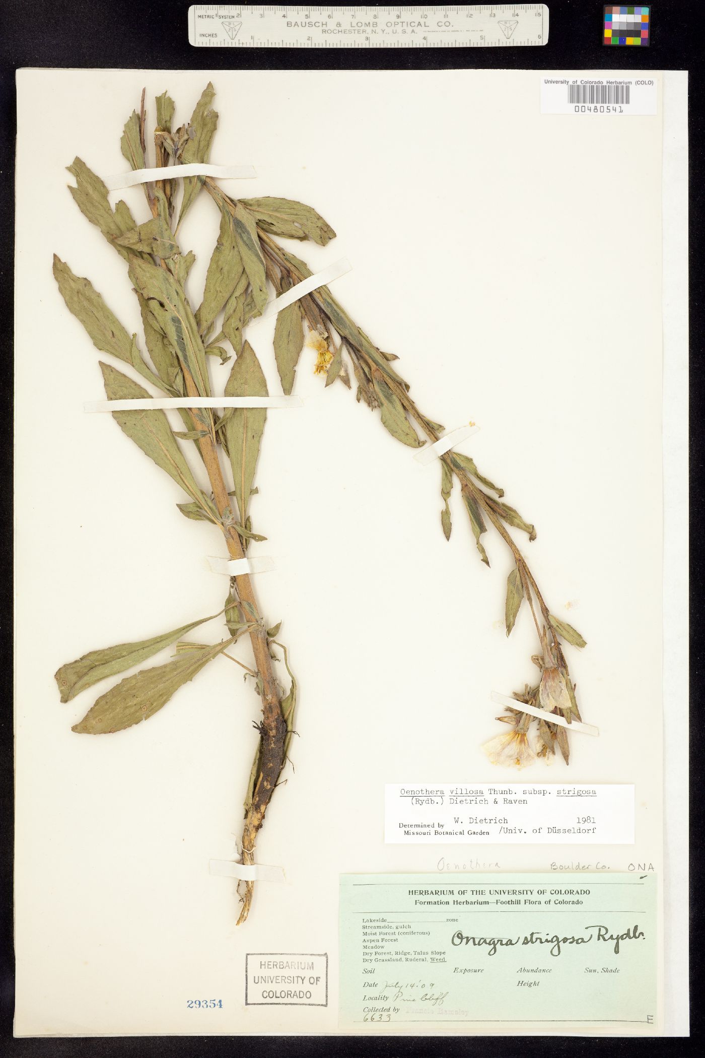 Oenothera villosa ssp. strigosa image