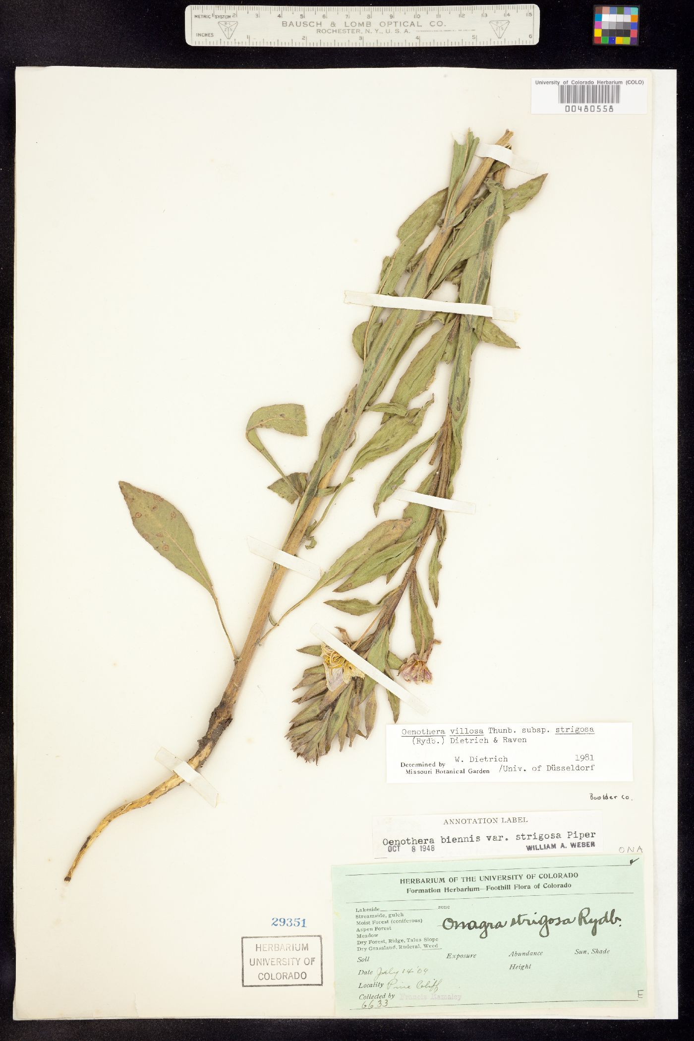 Oenothera villosa ssp. strigosa image