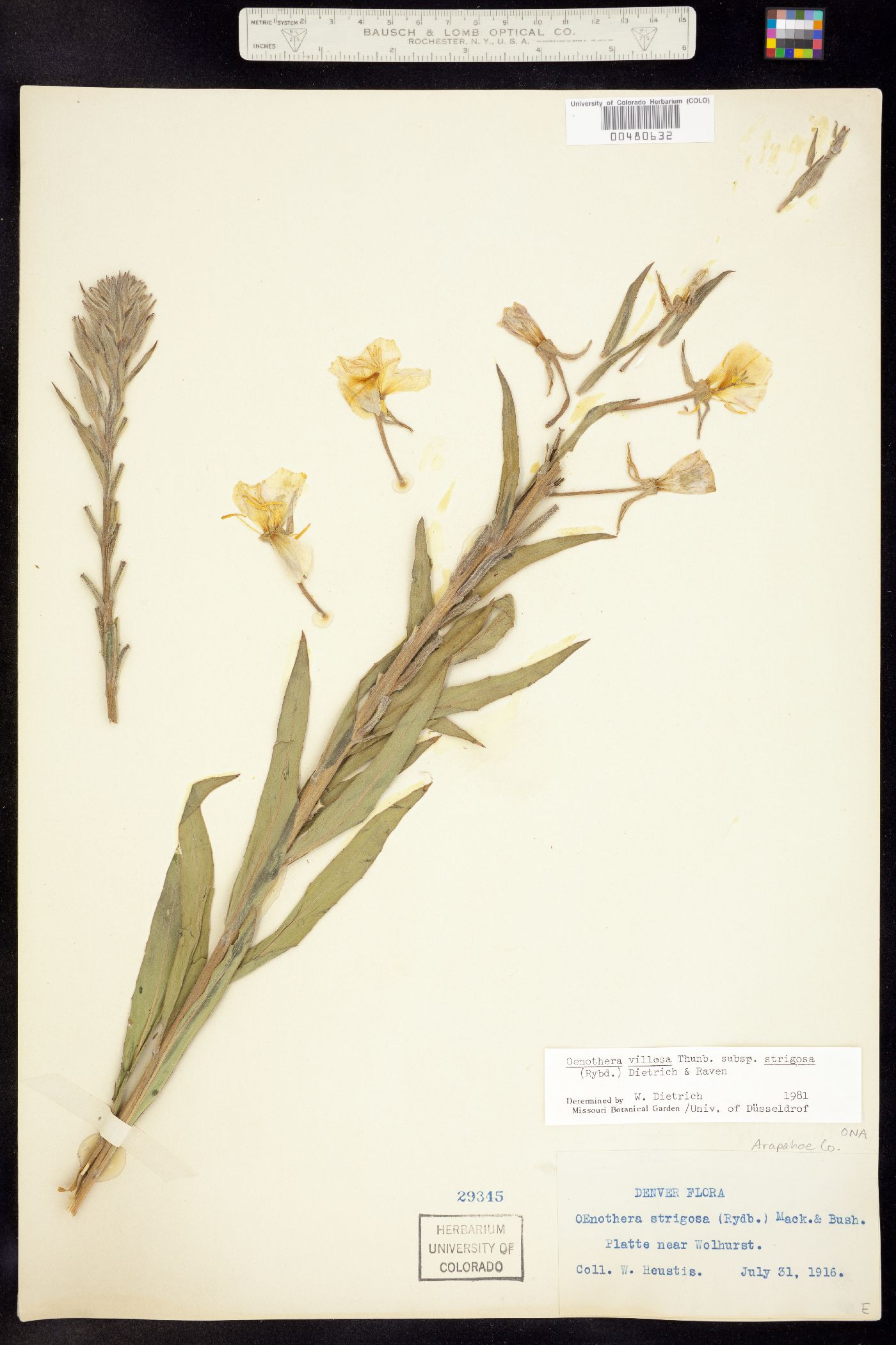 Oenothera villosa ssp. strigosa image