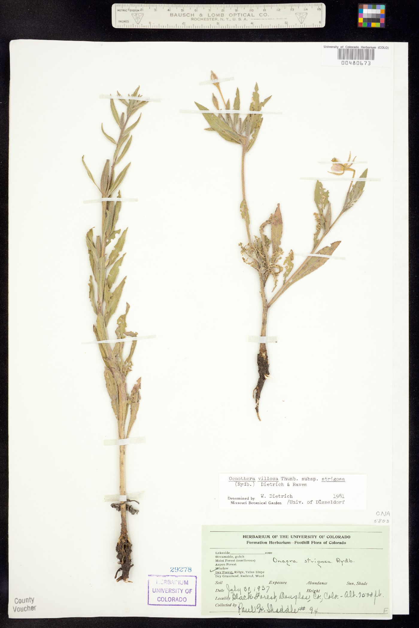 Oenothera villosa ssp. strigosa image