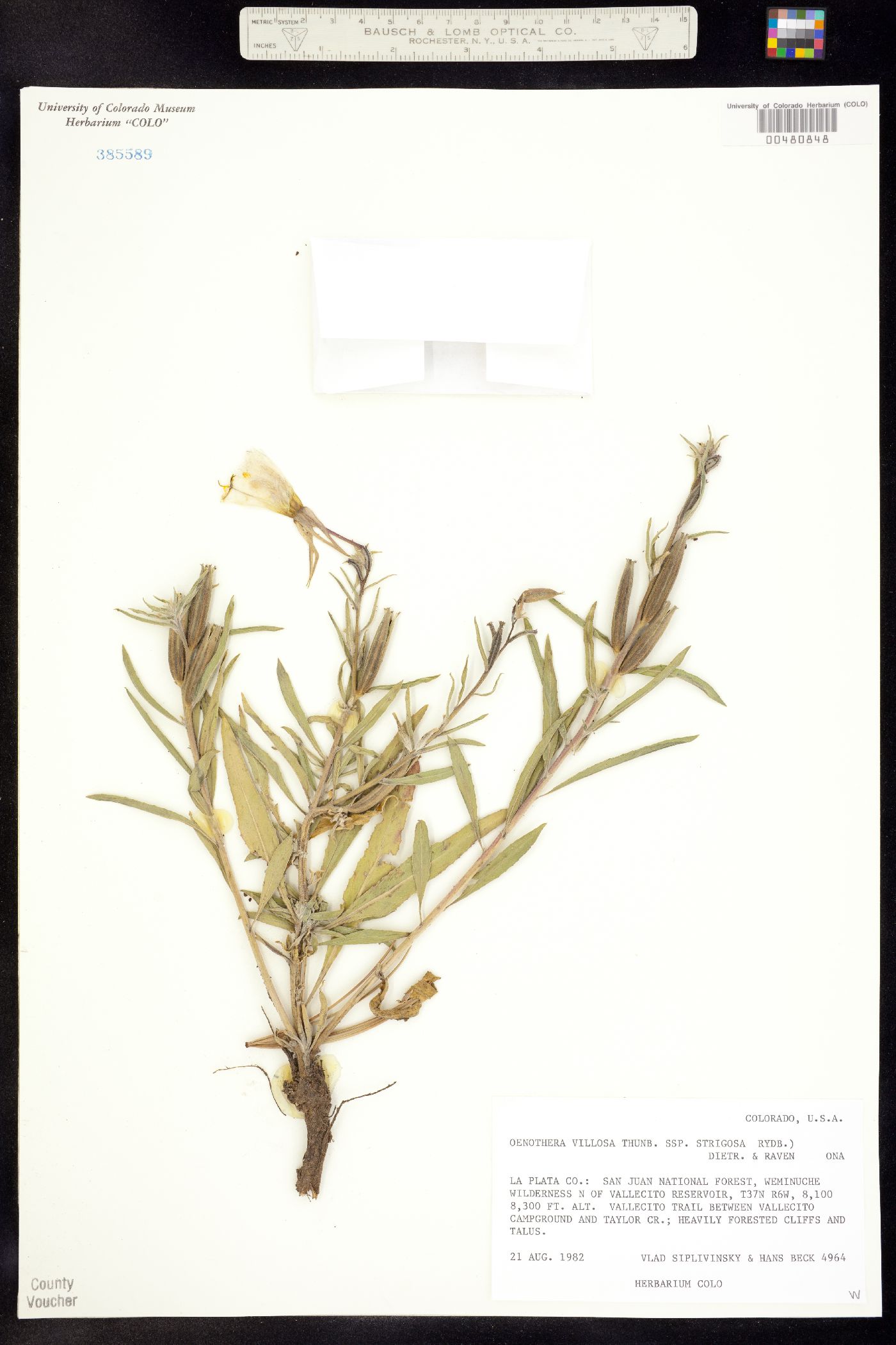 Oenothera villosa ssp. strigosa image