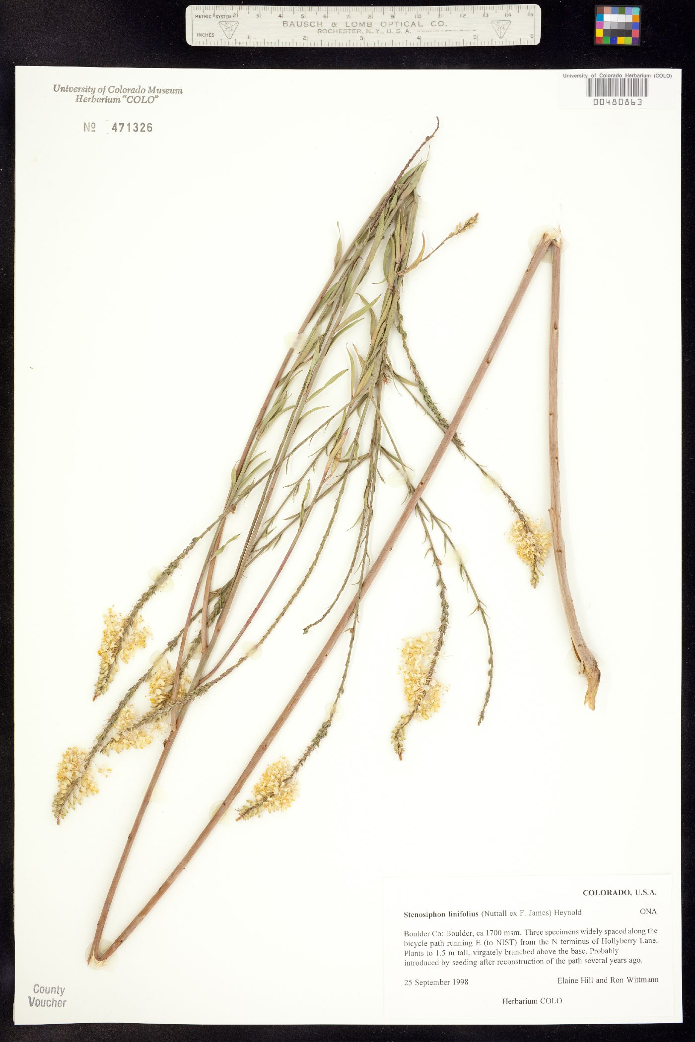 Oenothera glaucifolia image