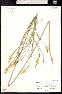 Image of Oenothera glaucifolia