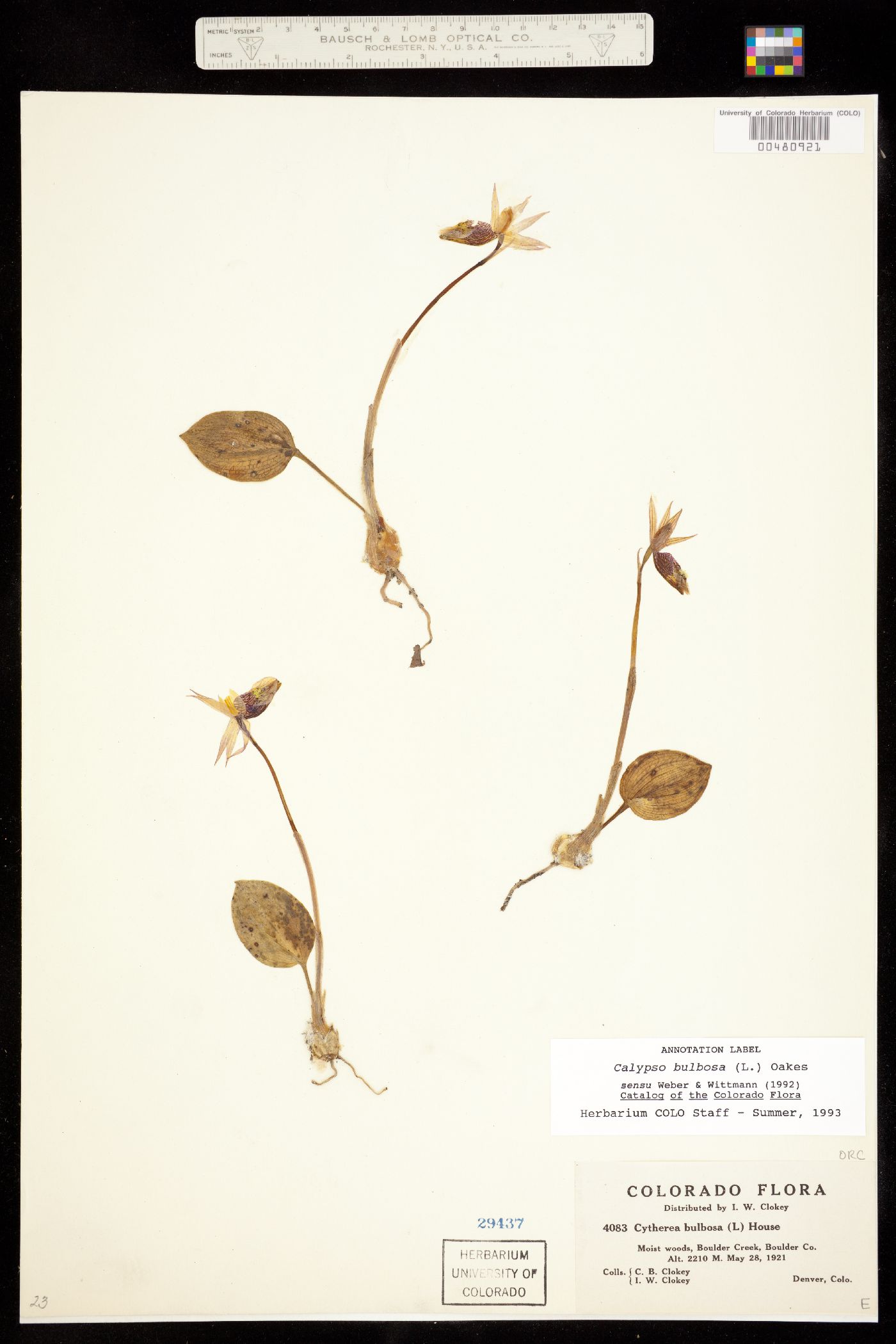 Calypso bulbosa image