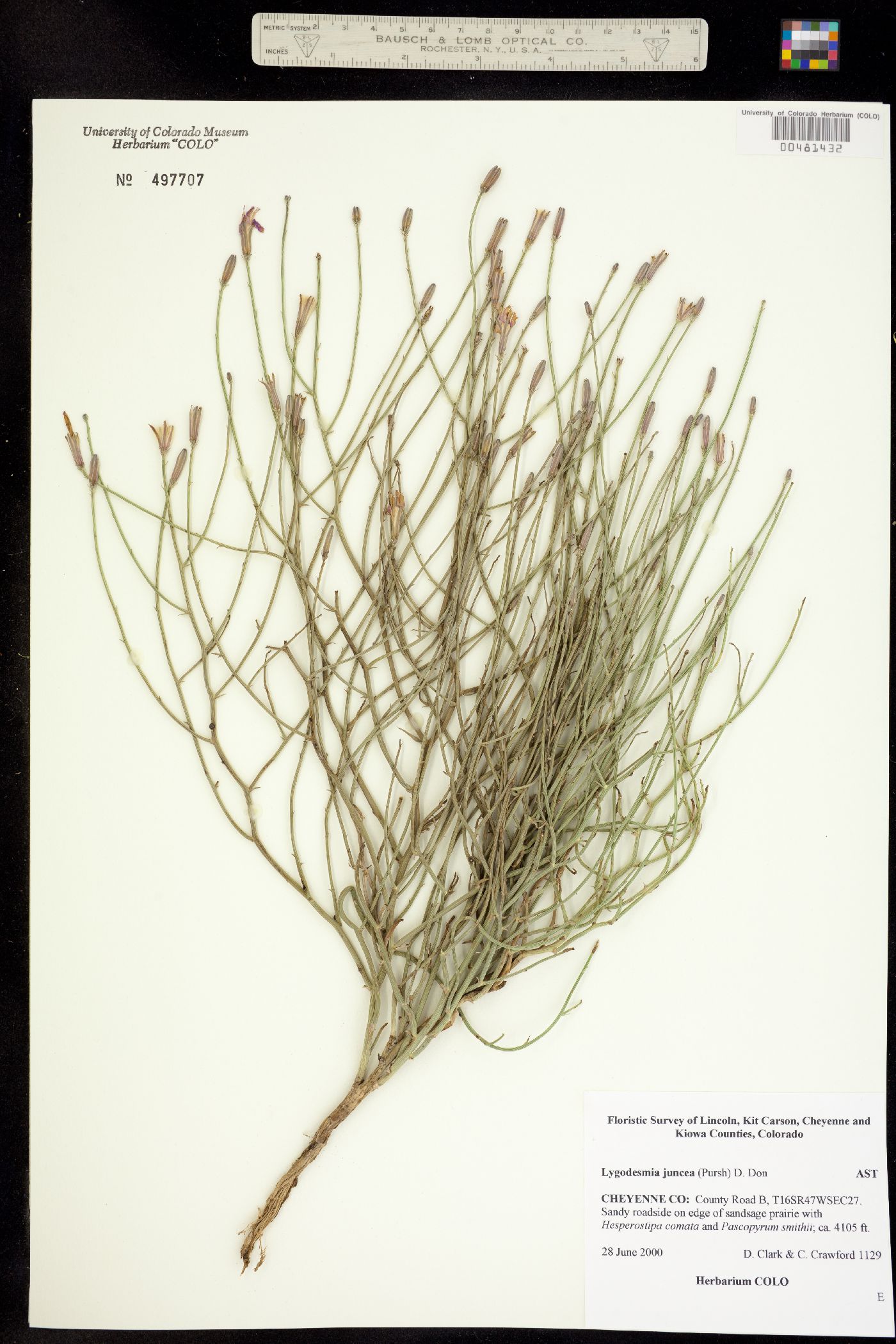 Lygodesmia juncea image