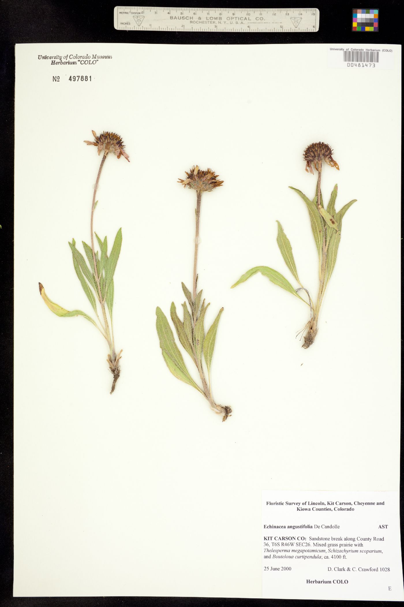 Echinacea angustifolia image