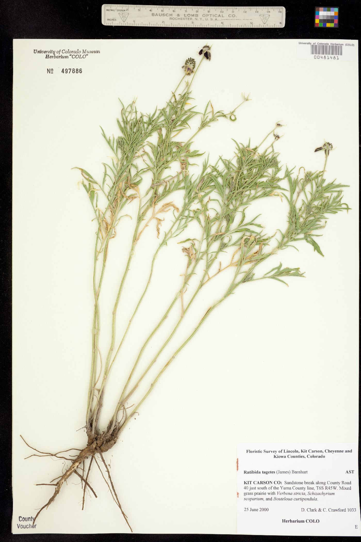 Ratibida tagetes image