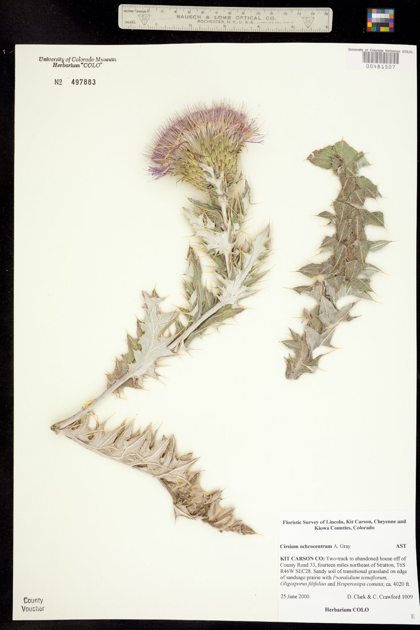 Cirsium ochrocentrum image