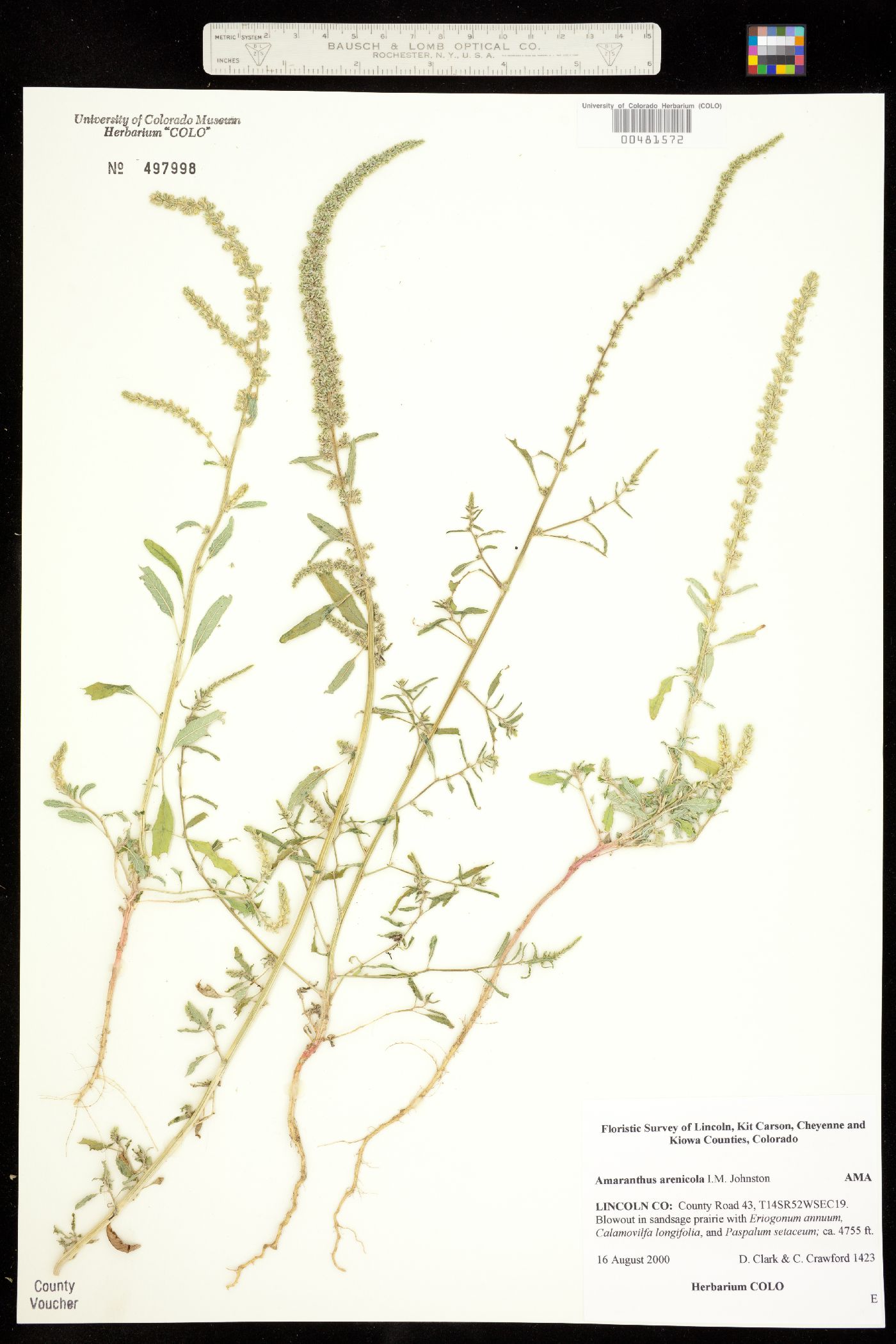 Amaranthus arenicola image