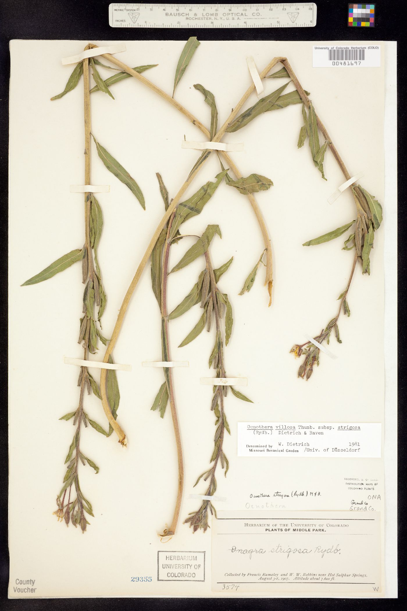 Oenothera villosa ssp. strigosa image