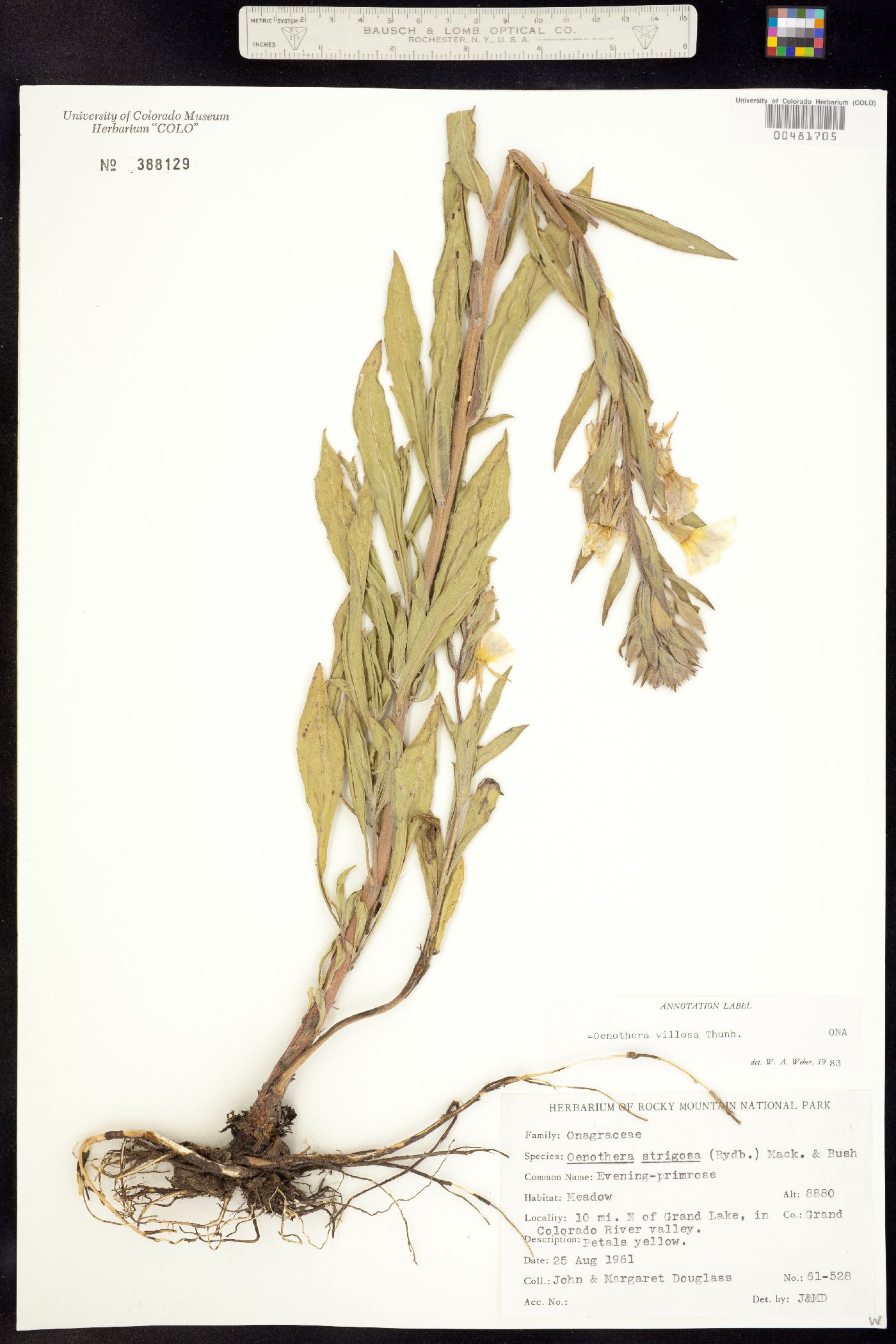 Oenothera villosa ssp. strigosa image