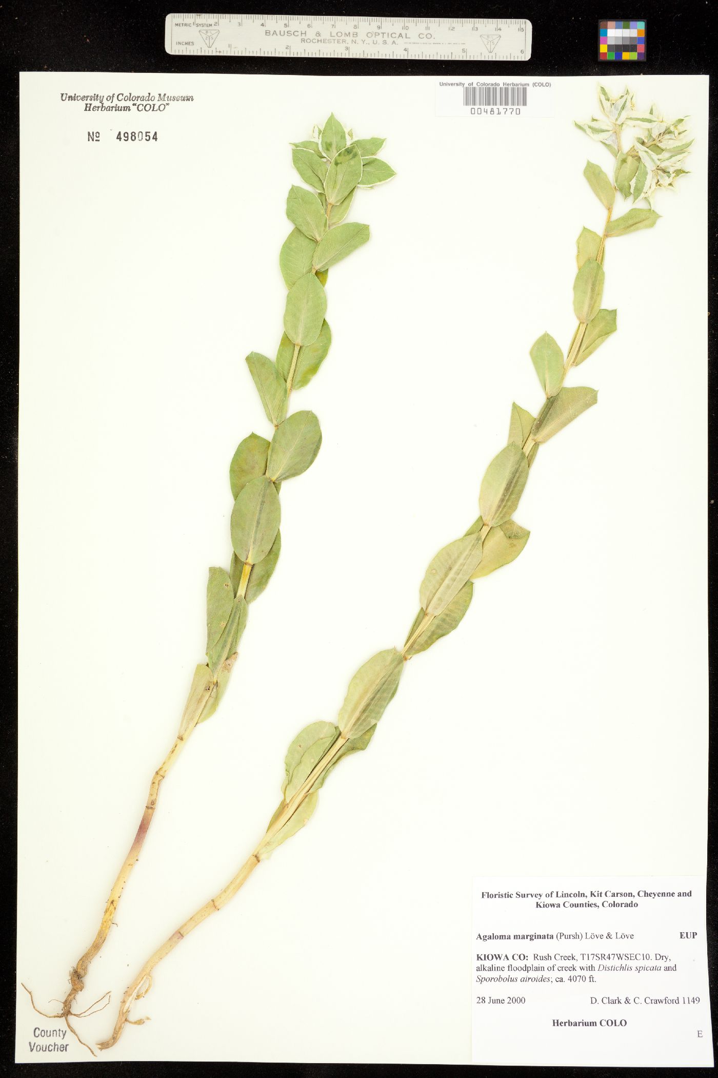 Euphorbia marginata image