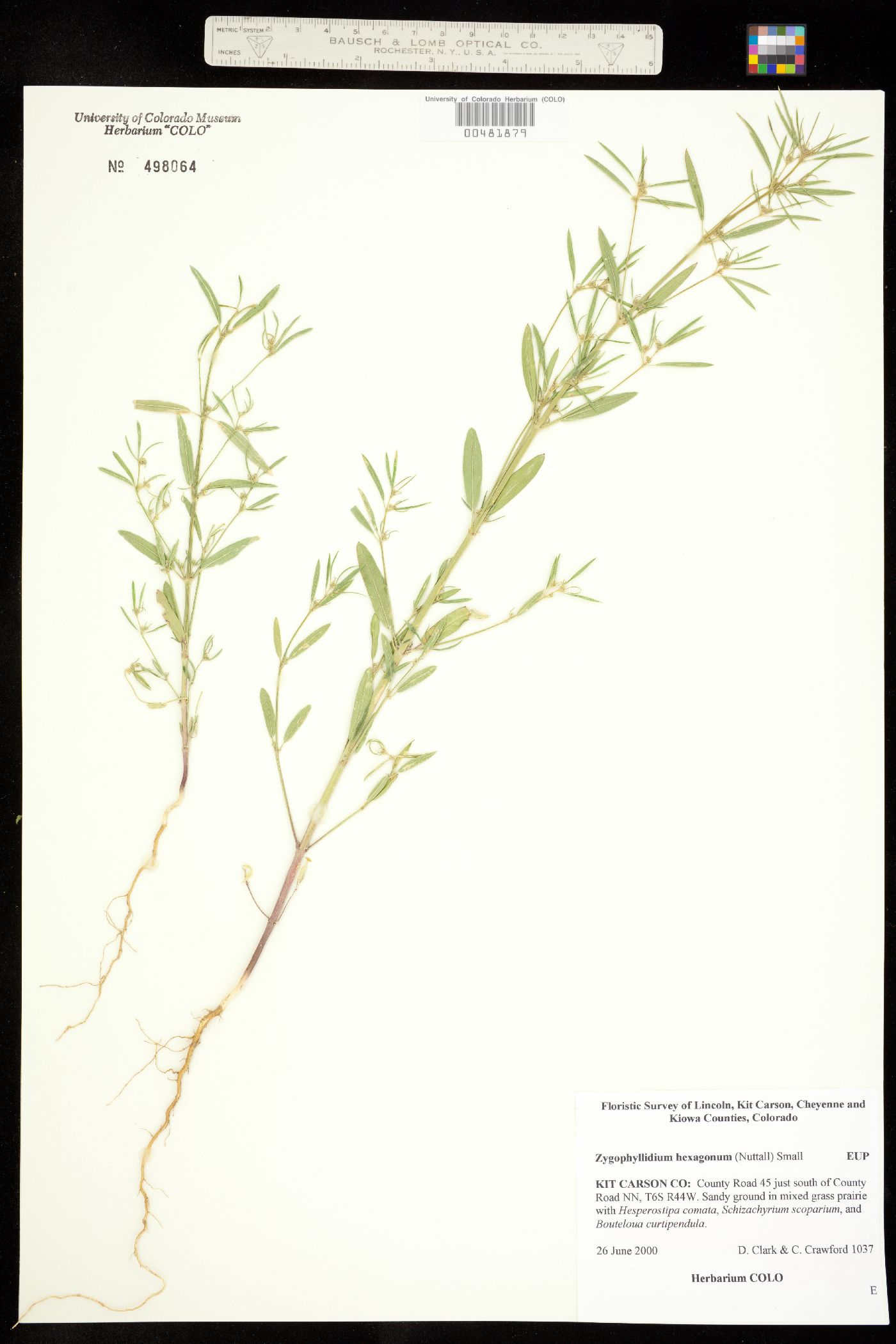 Euphorbia hexagona image