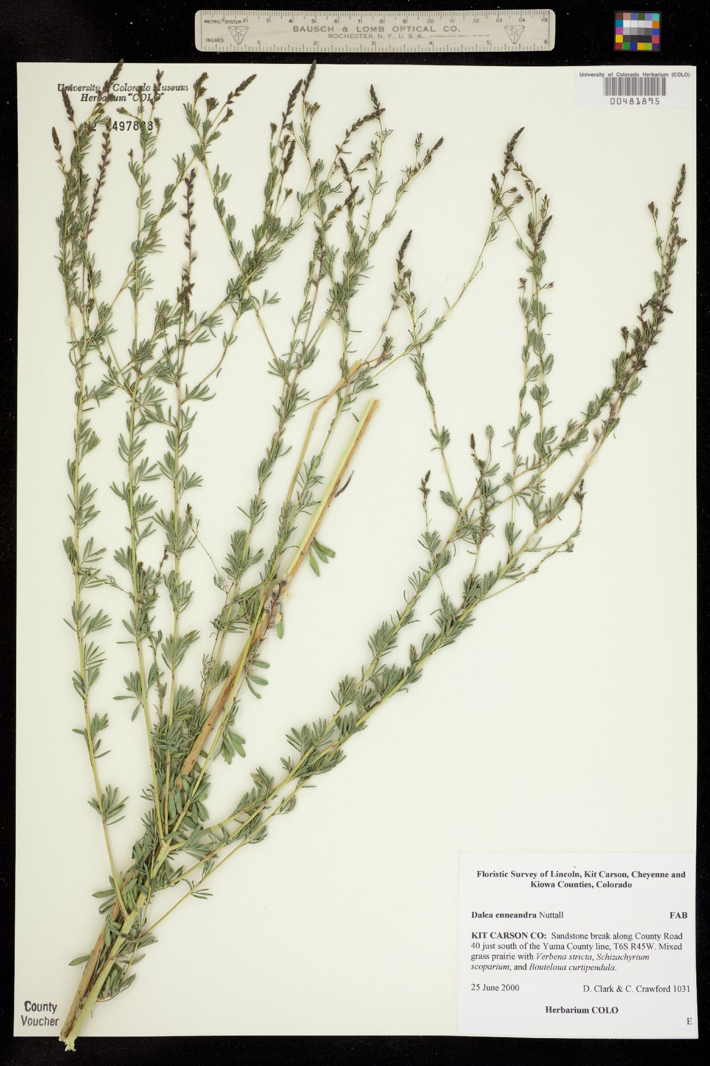 Dalea enneandra image