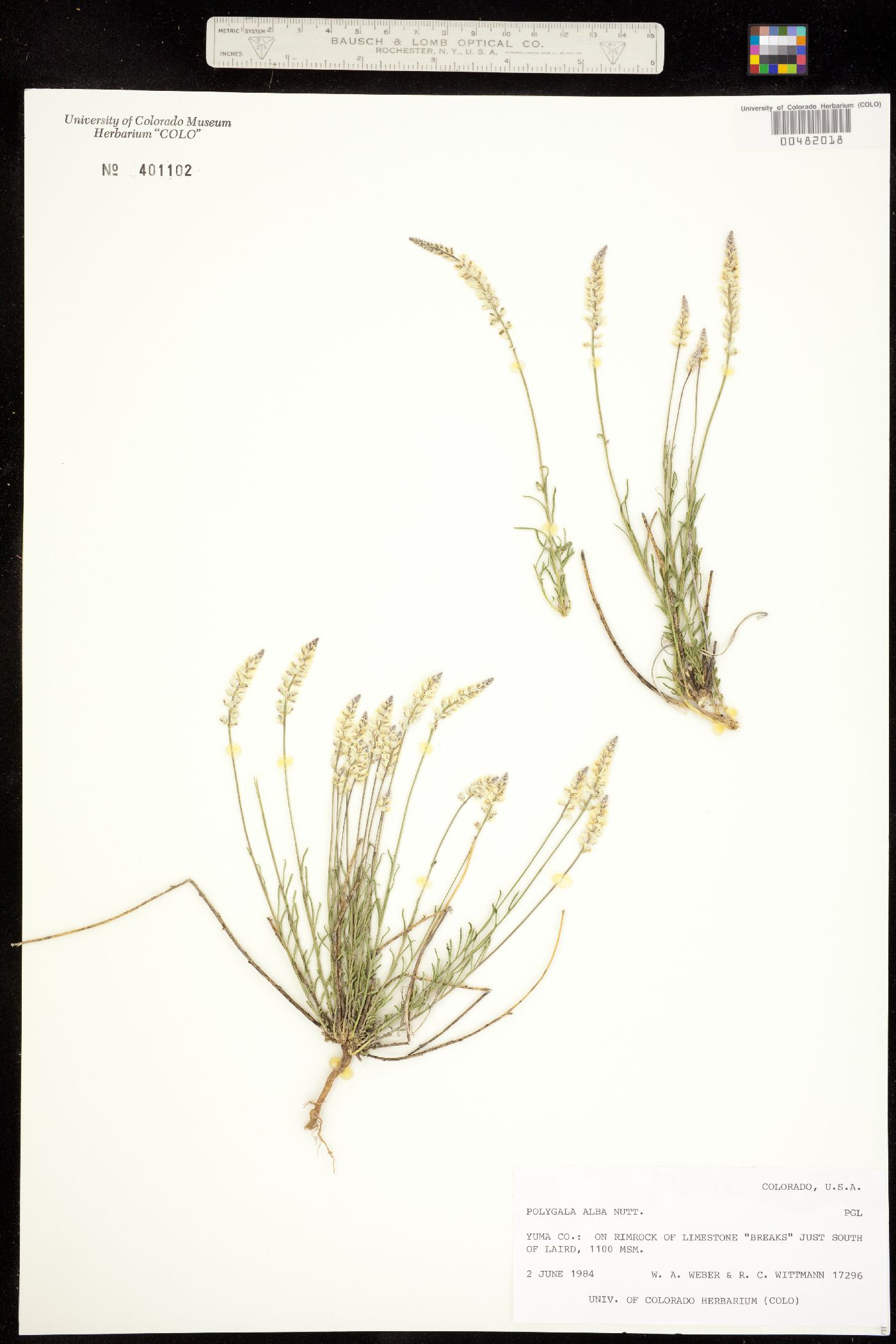 Polygala image