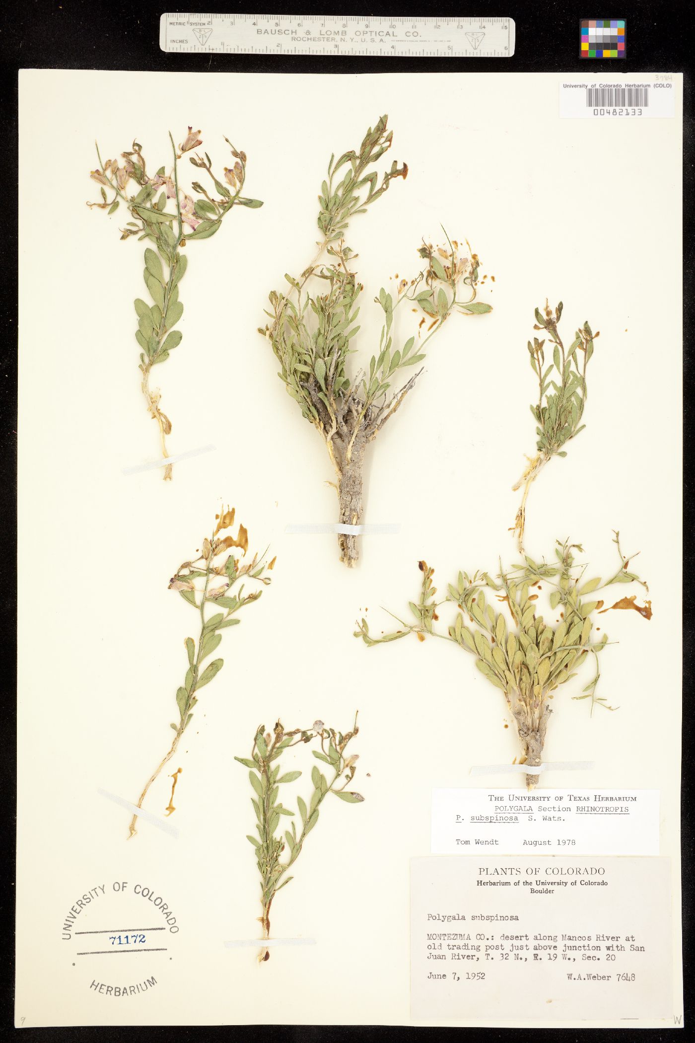 Rhinotropis subspinosa image