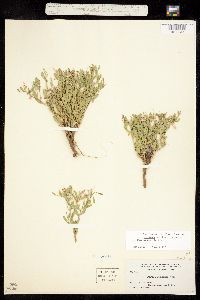 Image of Polygala subspinosa