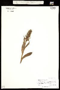 Coeloglossum viride image