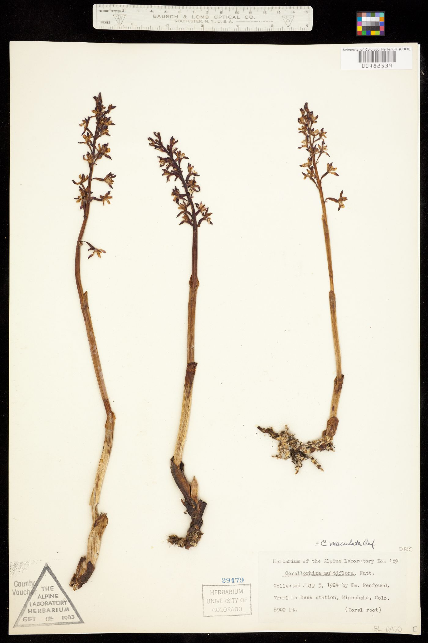 Corallorhiza maculata image