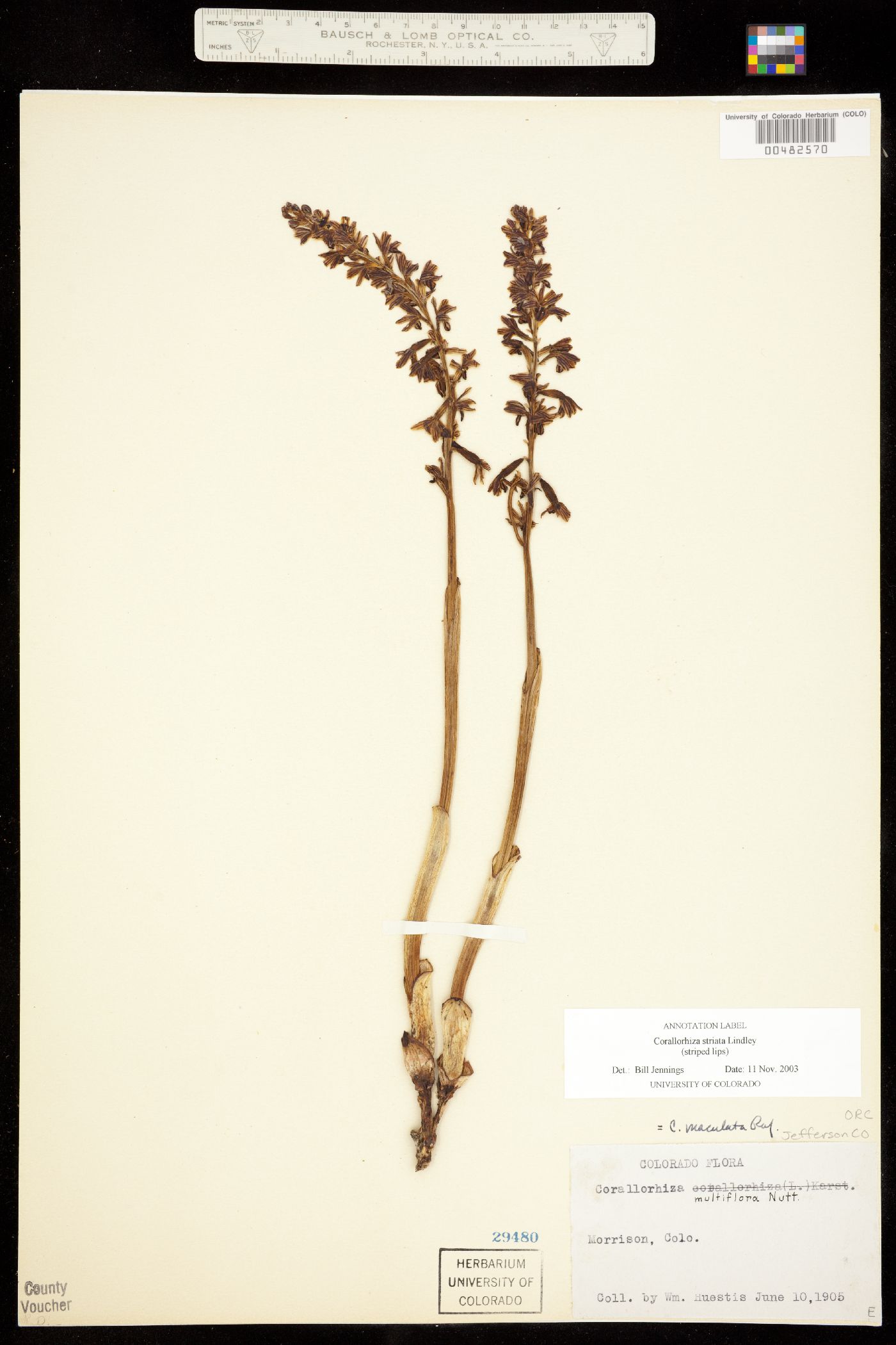 Corallorhiza striata image