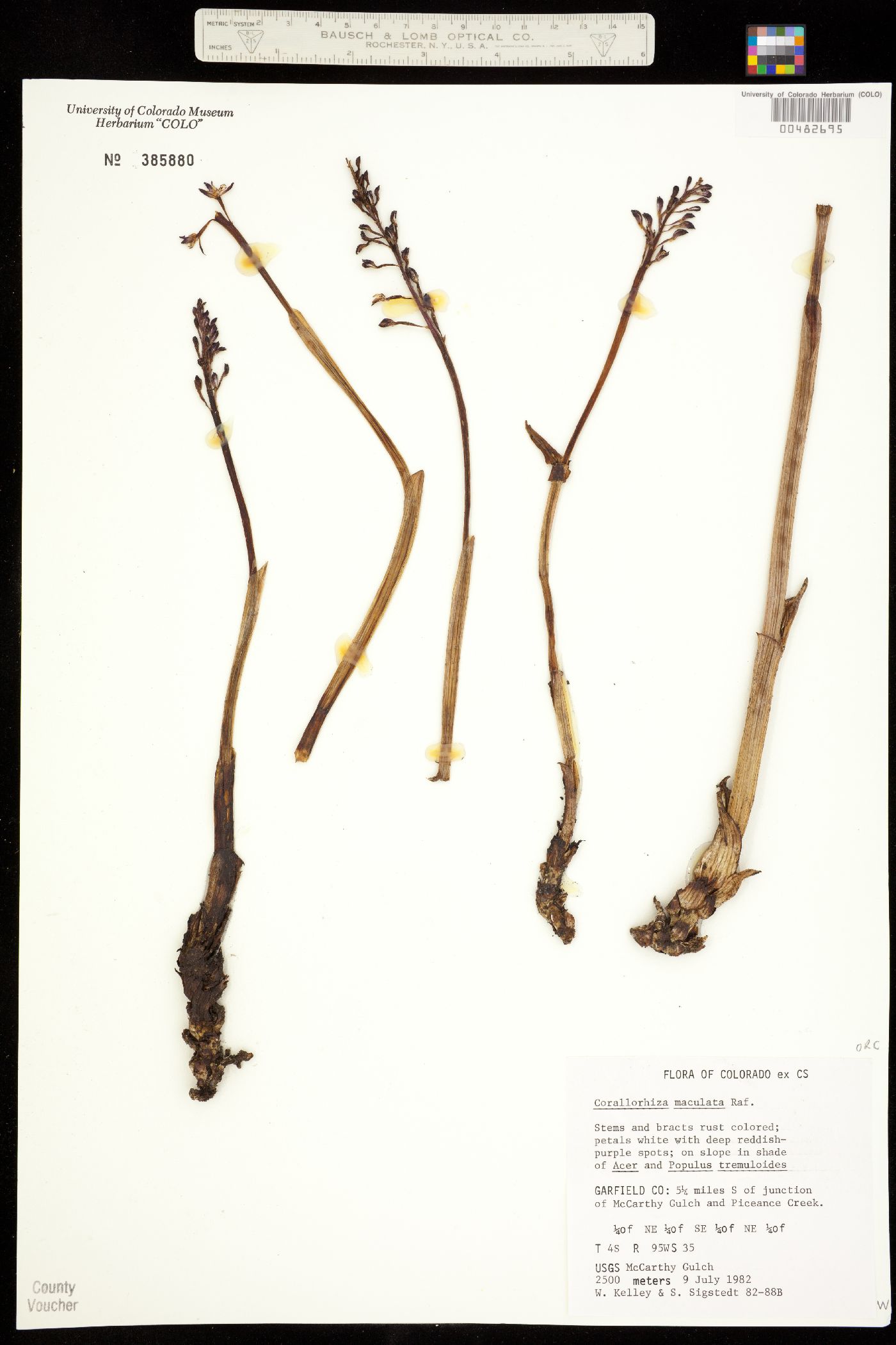 Orchidaceae image