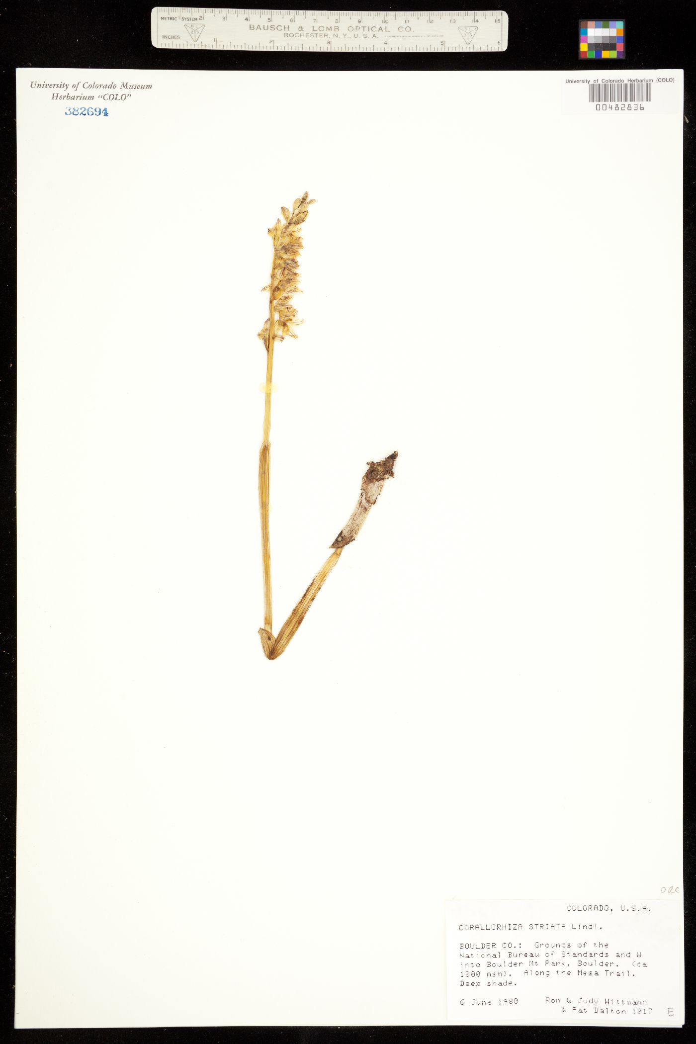 Corallorhiza striata image