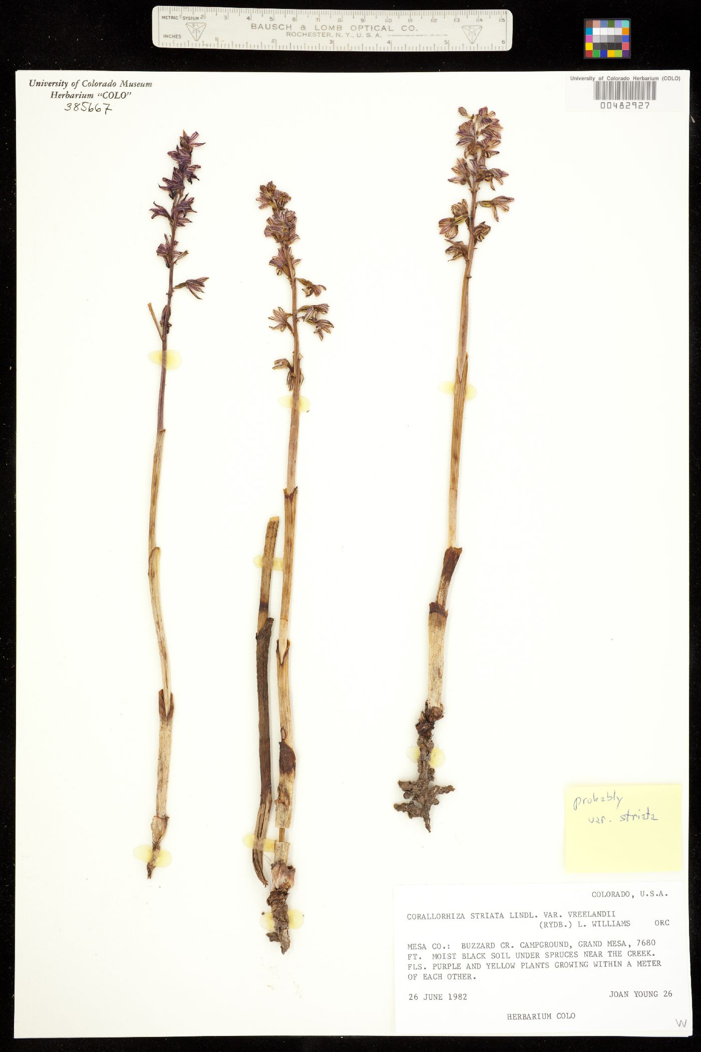 Corallorhiza striata image