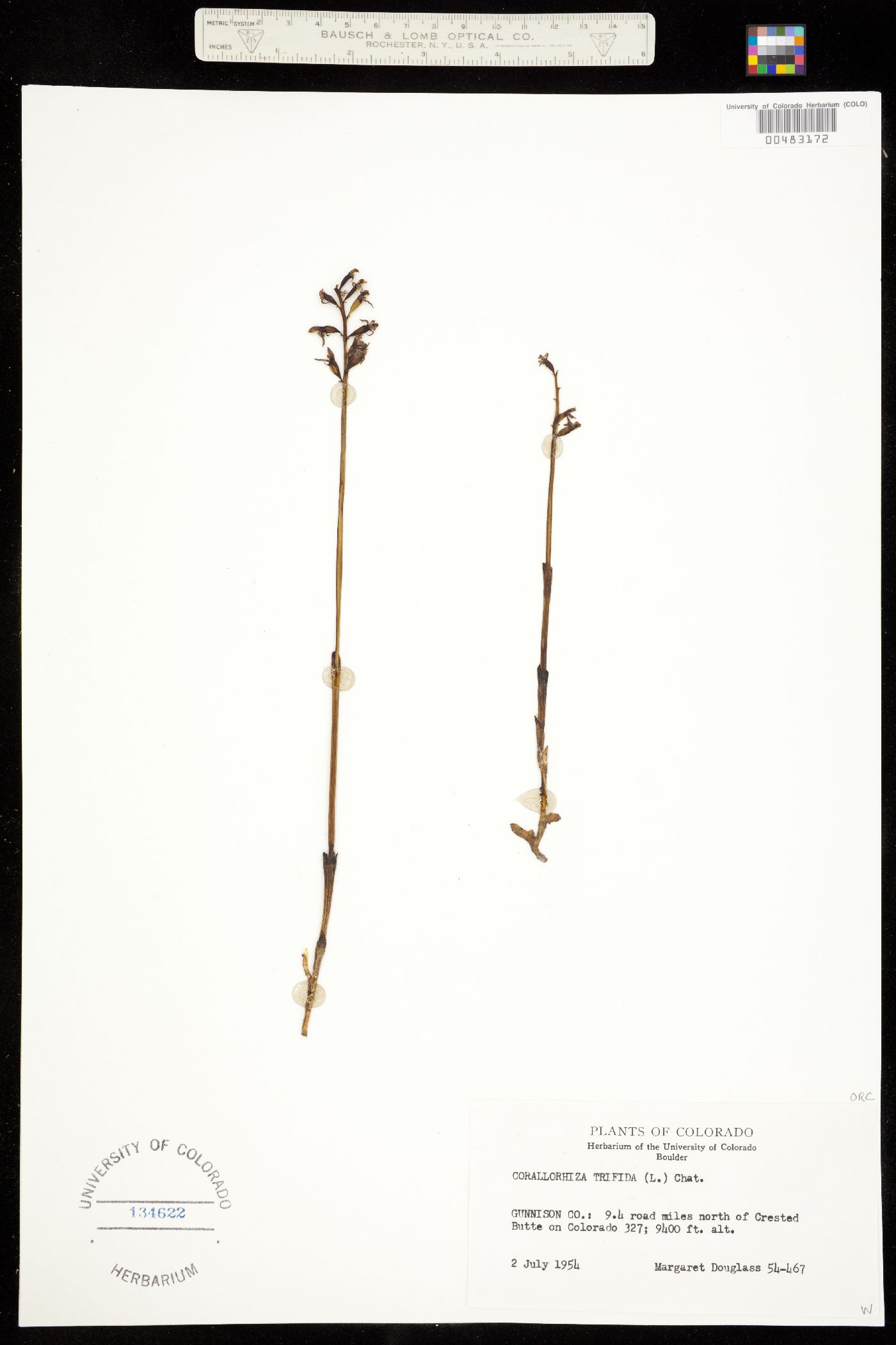 Orchidaceae image