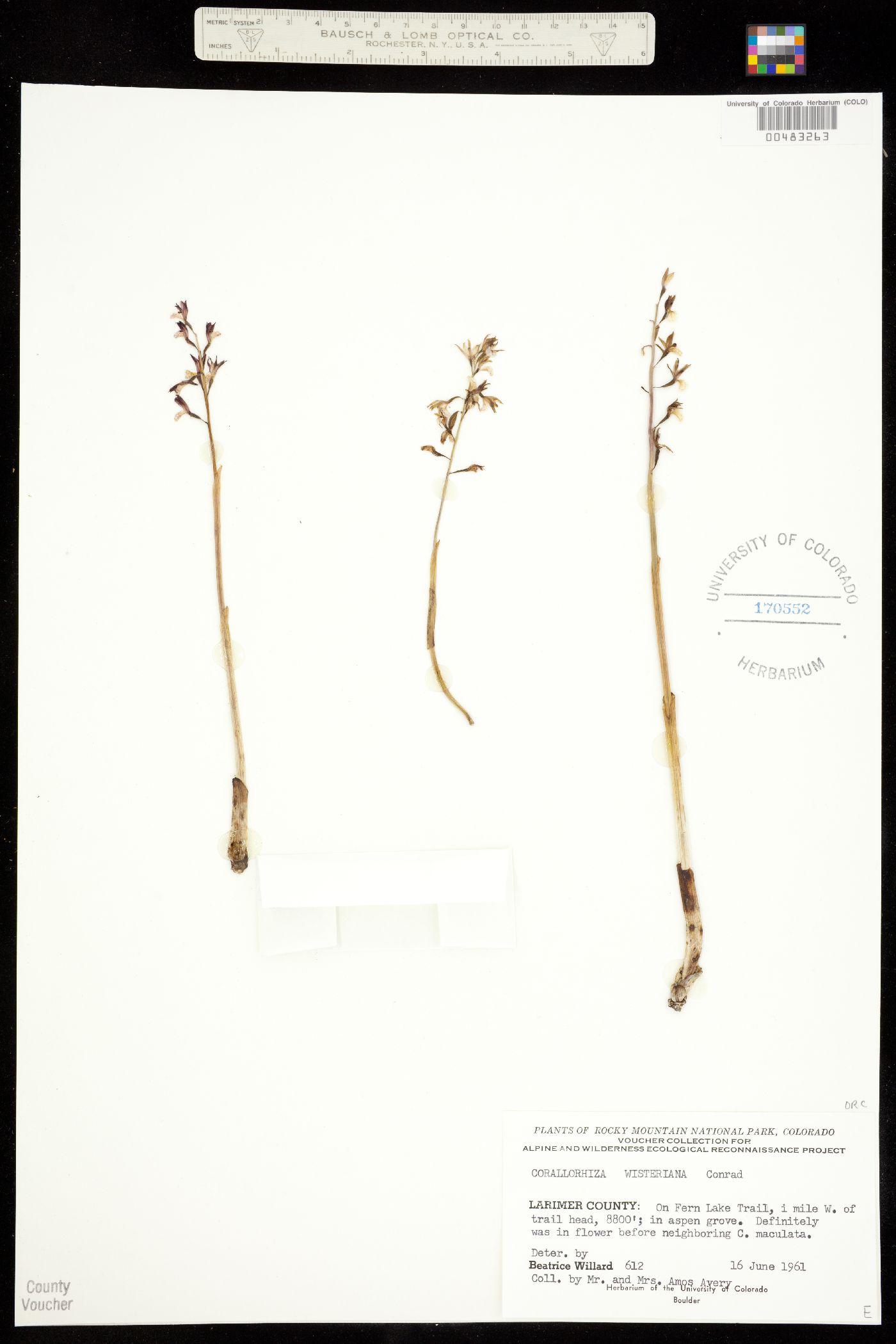 Corallorhiza wisteriana image