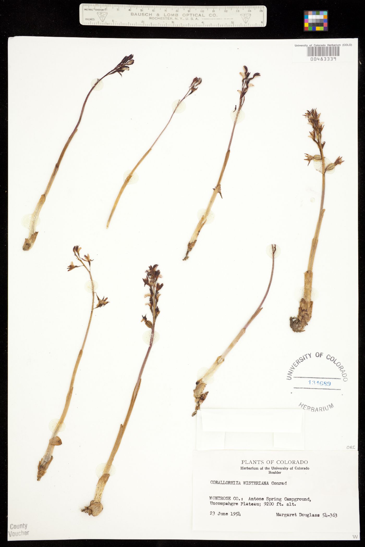 Corallorhiza wisteriana image