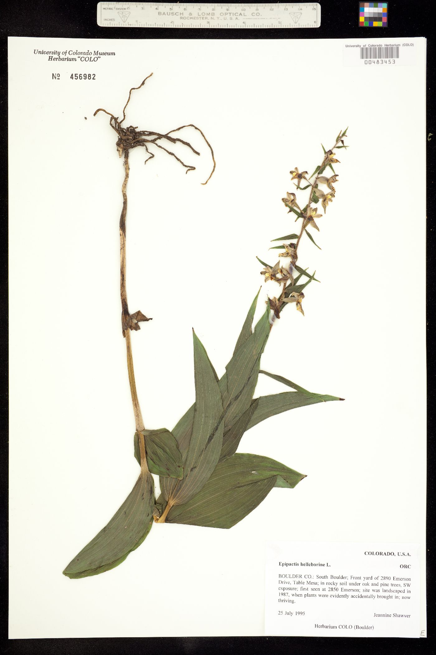 Epipactis helleborine image